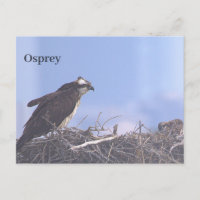 Carte postale de nid d'aigle de mer