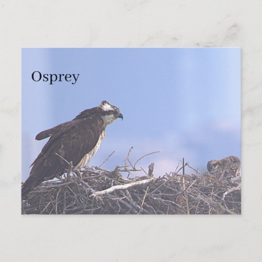 Carte postale de nid d'aigle de mer (Devant)