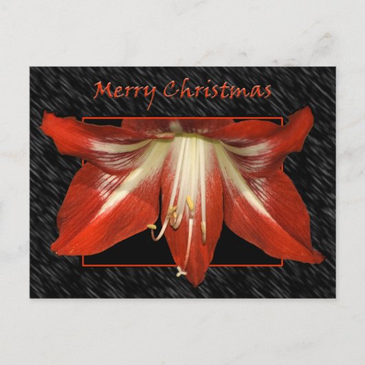 Carte postale de Noël Amaryllis (Devant)