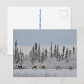 Carte postale de Noël avec rennes, scène hivernale (Devant / Derrière)