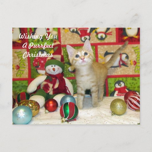 Carte postale de Noël Breezy - Chat / Kitten (Devant)