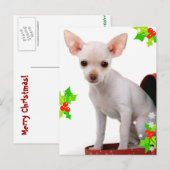 Carte postale de Noël Chihuahua (Devant / Derrière)
