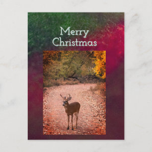Carte postale de Noël de cerfs