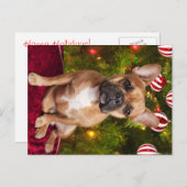 Carte postale de Noël de Chien-taureaux français (Devant / Derrière)