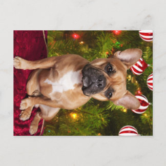 Carte postale de Noël de Chien-taureaux français