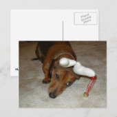 Carte postale de Noël de teckel (Devant / Derrière)