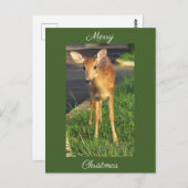 Carte postale de Noël du cerf (Devant / Derrière)