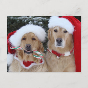Carte postale de Noël Golden Retrivers