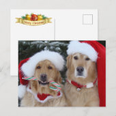 Carte postale de Noël Golden Retrivers (Devant / Derrière)