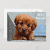 Carte postale de nouvelle adresse Maltese We've Mo (Devant / Derrière)