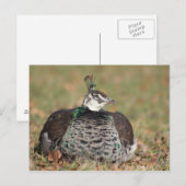 Carte postale de nuit Peacock pour femme (Devant / Derrière)