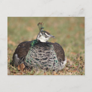 Carte postale de nuit Peacock pour femme