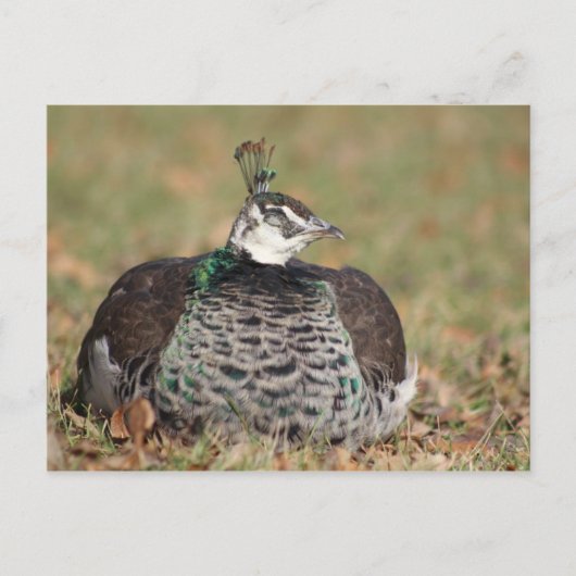 Carte postale de nuit Peacock pour femme (Devant)