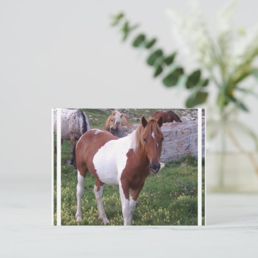 Carte postale de Paint Pony (Debout devant)