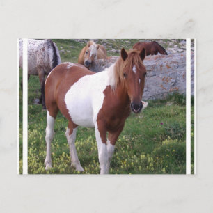 Carte postale de Paint Pony