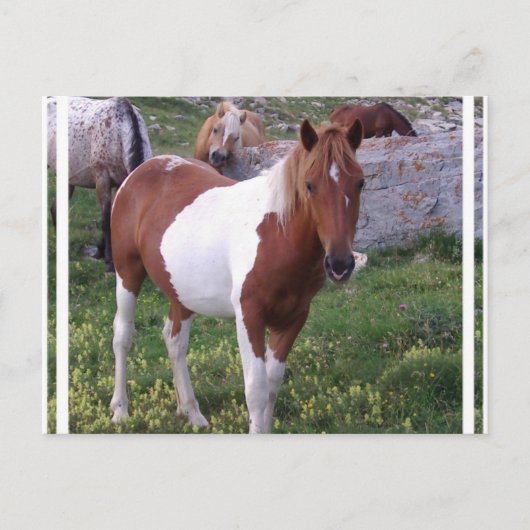 Carte postale de Paint Pony (Devant)
