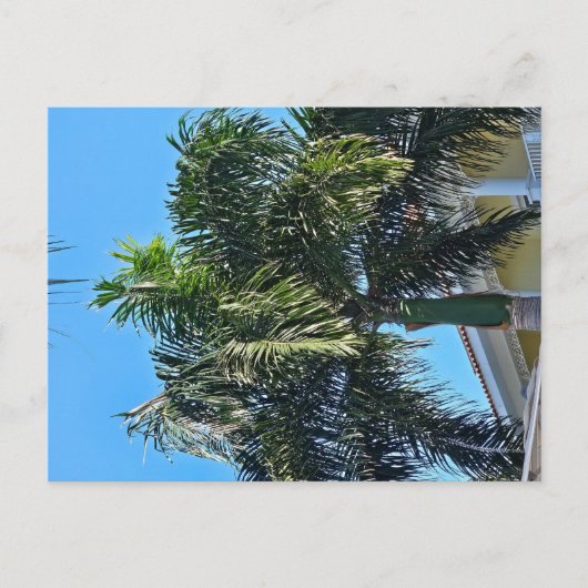 Carte postale de palmier (Devant)