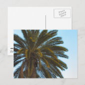 carte postale de palmier (Devant / Derrière)