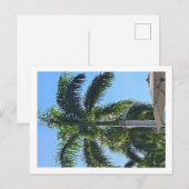 Carte postale de palmier (Devant / Derrière)