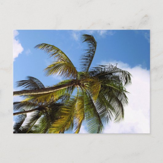 Carte postale de palmier (Devant)