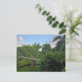 Carte postale de palmier (Debout devant)