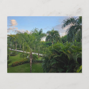 Carte postale de palmier