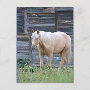 Carte postale de Palomino