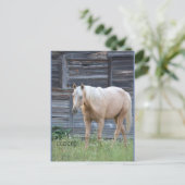 Carte postale de Palomino (Debout devant)