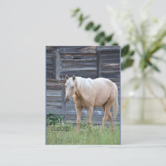 Carte postale de Palomino (Debout devant)