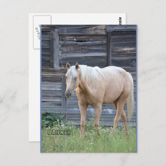 Carte postale de Palomino (Devant / Derrière)