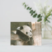 Carte postale de panda géant (Debout devant)