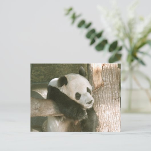Carte postale de panda géant (Debout devant)