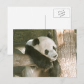 Carte postale de panda géant (Devant / Derrière)