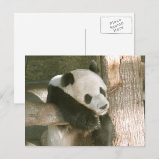 Carte postale de panda géant (Devant / Derrière)