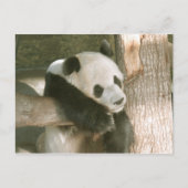 Carte postale de panda géant (Devant)