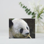 Carte postale de Panda Lookee-Loo (Debout devant)