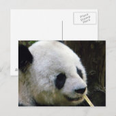 Carte postale de Panda Lookee-Loo (Devant / Derrière)