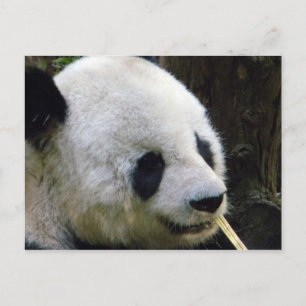 Carte postale de Panda Lookee-Loo