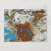 Carte postale de Panda roux (Devant)