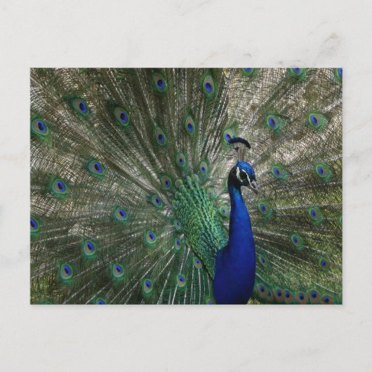 Carte postale de paon (Devant)