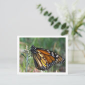 Carte postale de papillon (Debout devant)