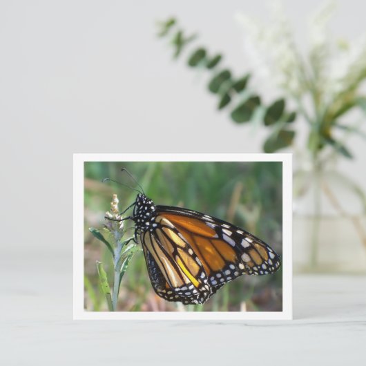 Carte postale de papillon (Debout devant)