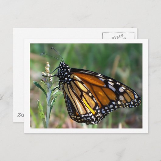 Carte postale de papillon (Devant / Derrière)