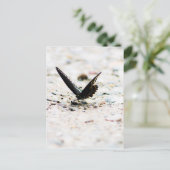 Carte postale de papillon à épicéa (Debout devant)