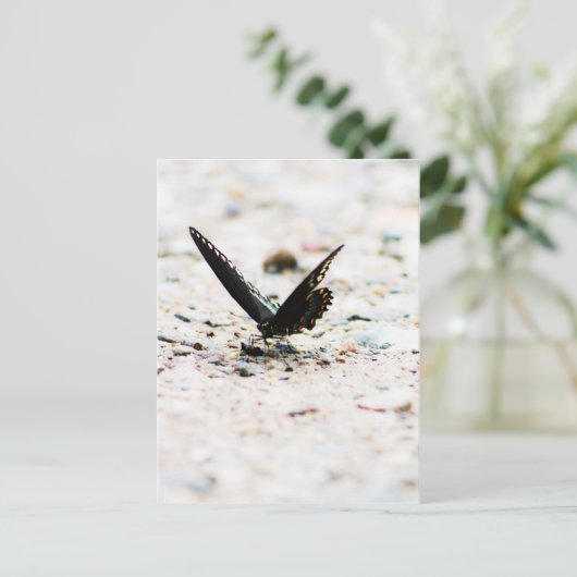 Carte postale de papillon à épicéa (Debout devant)