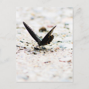 Carte postale de papillon à épicéa