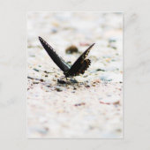 Carte postale de papillon à épicéa (Devant)