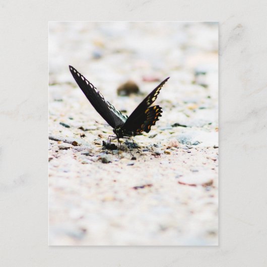 Carte postale de papillon à épicéa (Devant)