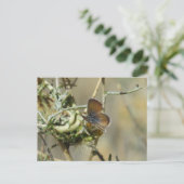 Carte postale de Papillon bleu occidental Pygmy (Debout devant)