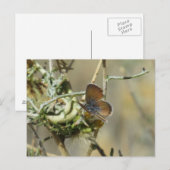 Carte postale de Papillon bleu occidental Pygmy (Devant / Derrière)